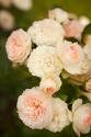 Rose Bush III