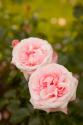 Rose Bush IV