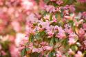 Pink Rhody III