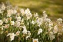 Daffodils
