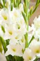 Gladiolus