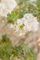 White Flowers III