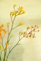 Kangaroo Paw I