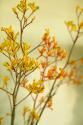 Kangaroo Paw II