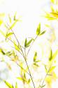Bamboo I