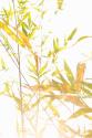 Bamboo I