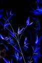 Bamboo at Night I
