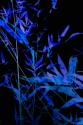 Bamboo at Night II