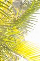 Palm Fonds