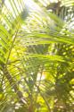 Palm Fonds II