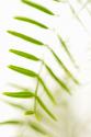 Palm Fonds IV