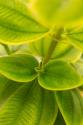 Tropical Leaves II
