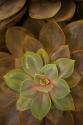 Succulent I