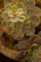 Succulent II