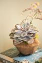 Small Succulent