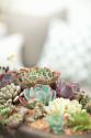 Succulents