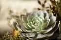 Succulent III