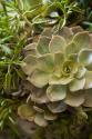 Succulent IV