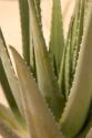 Aloe