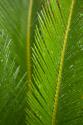 Fern