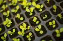 Seedlings