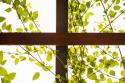 Branches and Lattice