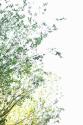 Trees I