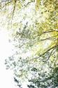 Trees II