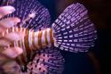 Tropical Fish
