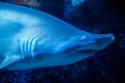 Shark