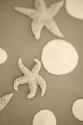 Starfish & Sand Dollars I