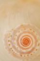 Sea Shells I