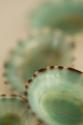 Sea Shells IV