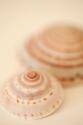 Sea Shells V