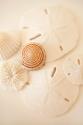 Shells & Dollars