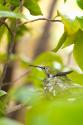 Hummingbird