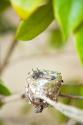 Hummingbird Nest