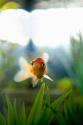 Goldfish I