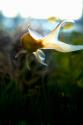 Goldfish II