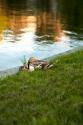 Ducks on the Pond