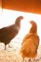 Hens