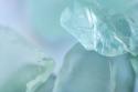 Sea Glass III