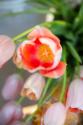 Spring Bloom I