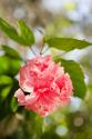 Spring Bloom II