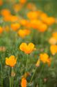 California Poppies