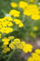 Field of Yellow