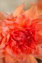 Coral Dahlia