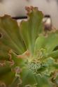 Succulent Garden II