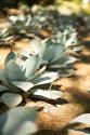Succulent Garden III
