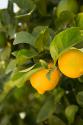 Lemon Grove III